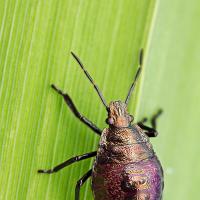 Shieldbug (juvenile) - Picromerus bidens 